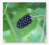 Blackberry fruit