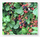 Blackberries near ripening